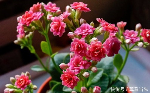 家养长寿花不知道怎么开花学会这三个小技巧，轻松花开爆满盆