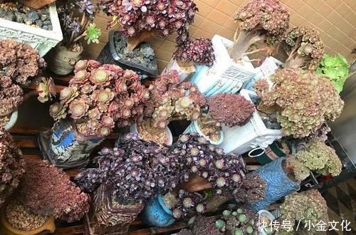 养肉的最高境界,多肉都缀化了,长成了小树桩,像极了孔雀开屏