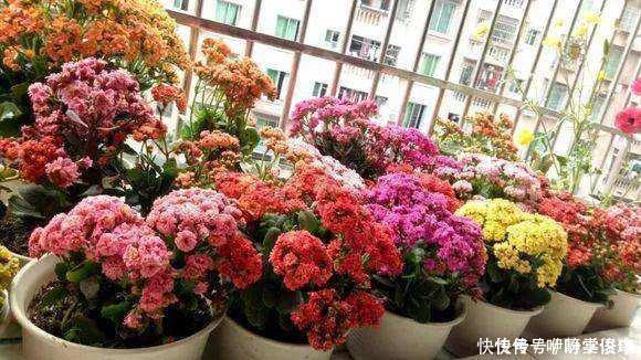 3种“掐头花”,娇生惯养不成器,天天修理它,月月爆花球