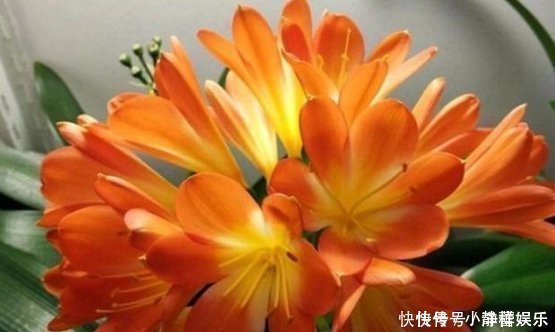 家里最适合养这3种花，净化空气，养在客厅上档次，漂亮又实用