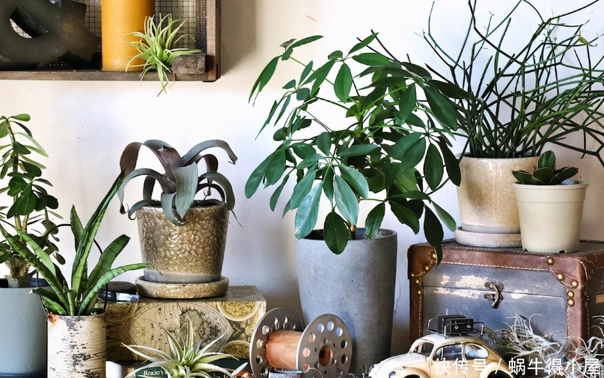 警告:新手养花人常踩中的“雷区”,该早知道