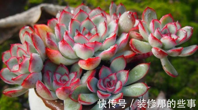 浇水|多肉花月夜叶片皱皱的要小心，可能是这些地方出问题在警示