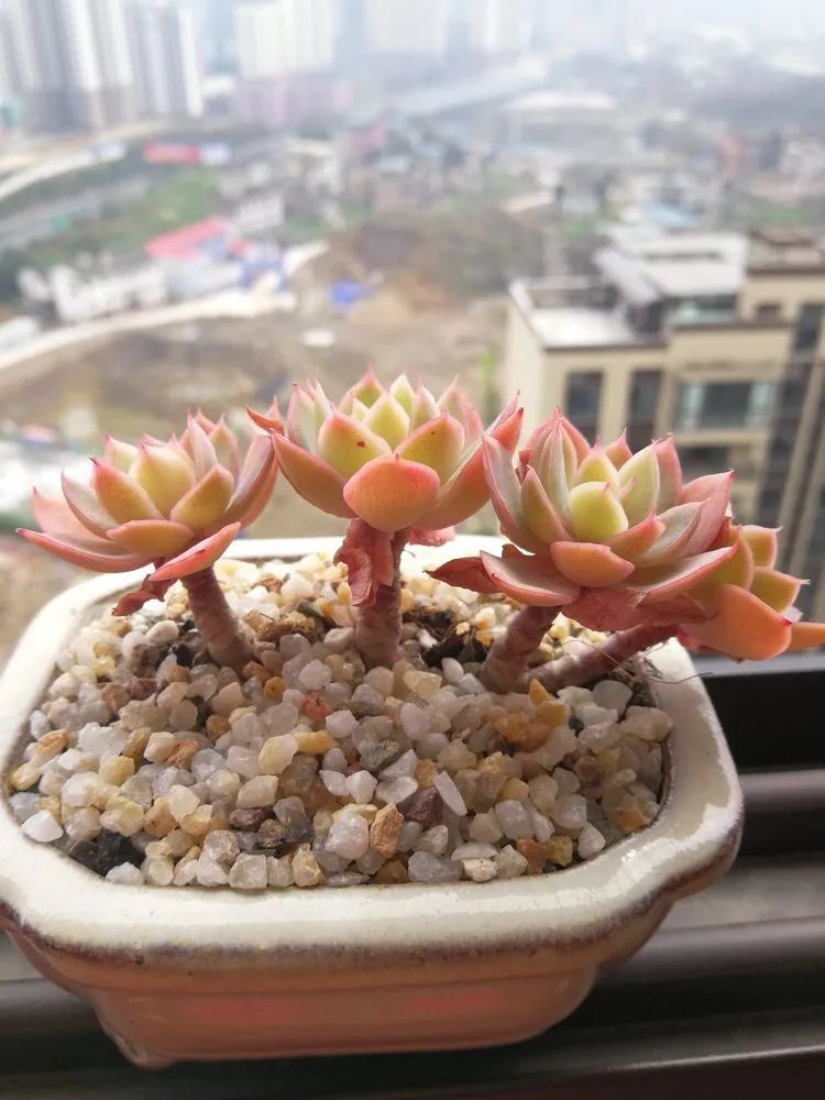 养多肉两年，200多盆养死的不到10盆，记录点点滴滴！