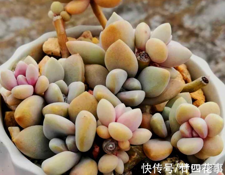 多肉一直独杆单头?6个小方法,轻松长满侧芽,独苗爆头变群生