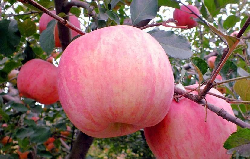 孕妇|孕妇四种水果不管多贵都要吃它们能解毒养颜胎儿发育较好