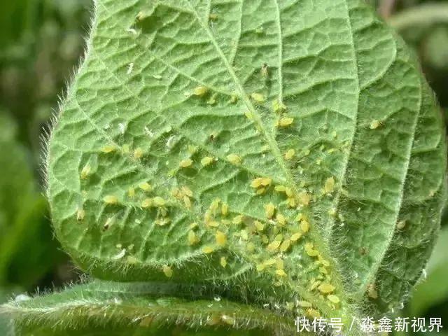 养花时很容易出现的6种病虫害,蚜虫、介壳虫和红蜘蛛都要可清除