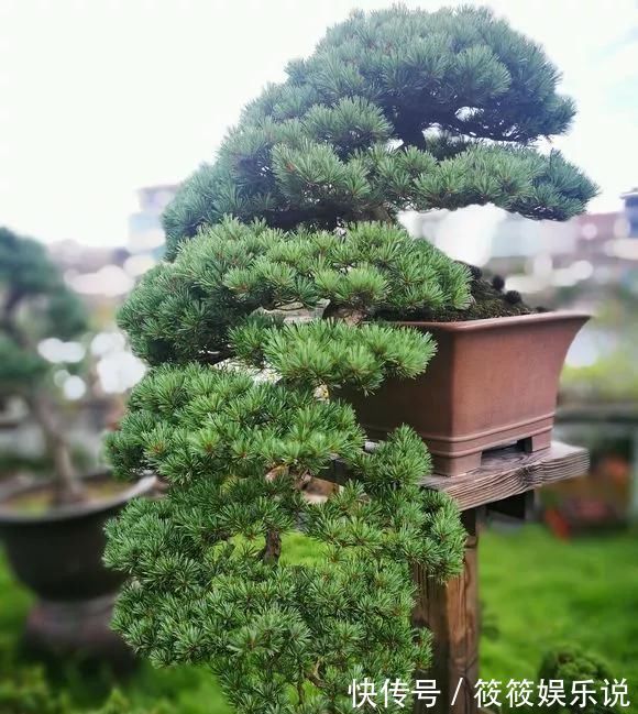 寿命|这4种“盆景树”,不仅观赏性高,寿命还特别长,越养越值钱