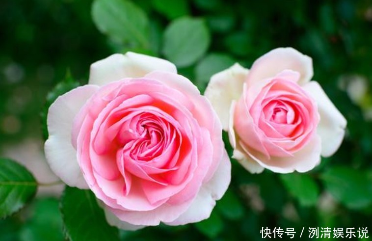 月季|3种漂亮花,是花卉中的“佼佼者”,谁看了都想养,一养就上瘾!