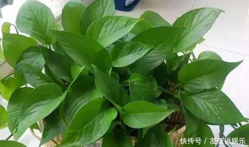 8种最适合水培的盆栽植物介绍！不用照顾就能活，养花杀手的福音