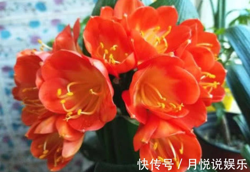 淘米水|君子兰不开花淘米水兑点“黄水水”，花箭冒出来，1次开出10朵