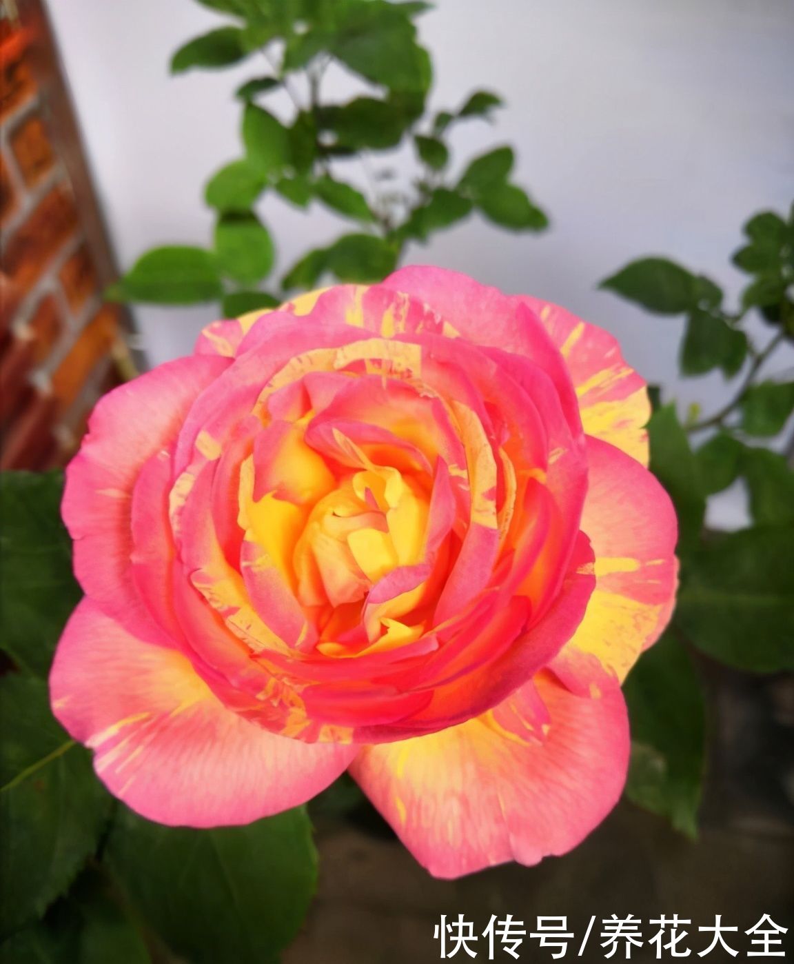 芍药|要想繁殖这3种花，不建议买种子，种出来也不是想要的样子