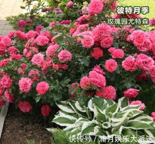 美极了|喜欢玫瑰,不如养“优良品种”玫瑰园尤特森,花比叶多,美极了