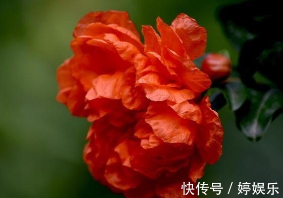 石榴花|石榴花最爱“美”,开花前“擦擦脸”,花苞多、花朵大,花爆满枝