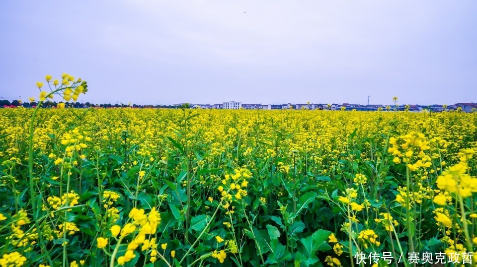 国内几处赏油菜花胜地，第一处人尽皆知，最后一处仅需2块钱公交