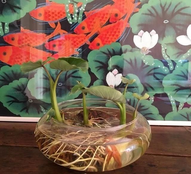 1粒花生丢水里,呼呼长成小森林,这艺术品给钱也不卖