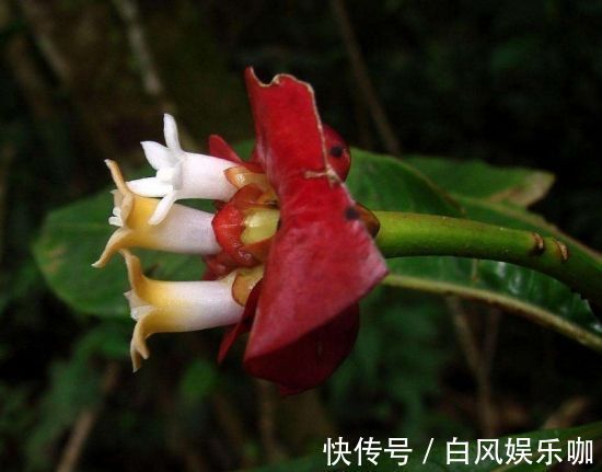 世界上“最性感”的花,外表酷似鲜艳红唇,想不到还有如此妙用!