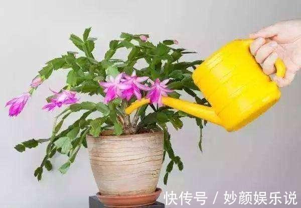 植物|养花“杀手”都有的5个毛病，难怪买花“养1盆死1盆”，要改正了