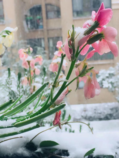 30㎡阳台改造的植物花园，网友直呼：这是我见过最美的阳台花园