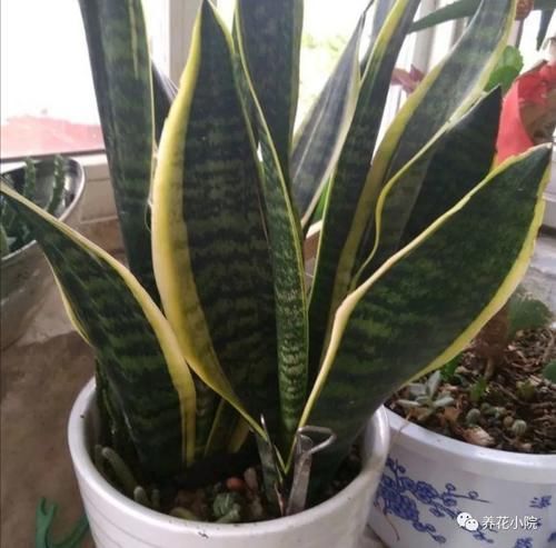 叶子|虎皮兰不长新叶子,在花盆里埋点“小东西”,开春呼呼冒新芽