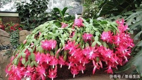 浇水|给蟹爪兰浇水,没抓住“关键点”,蟹爪兰养不好,浇了也“白浇”