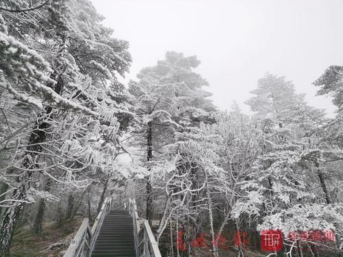 昆明轿子雪山下雪啦！银装素裹，美不胜收……