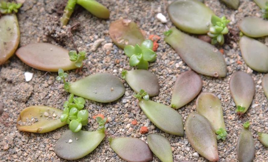 移栽|天热叶插多肉:生根、幼苗阶段得格外养护!