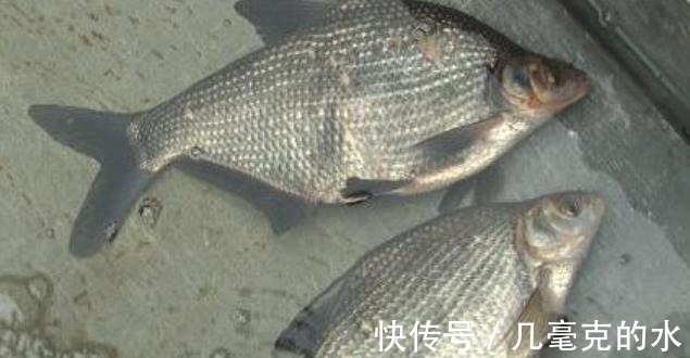 黃豆芽|秋季最該吃的魚就是它，肉質嫩滑味道鮮，孩子常吃頭腦聰明體質好！