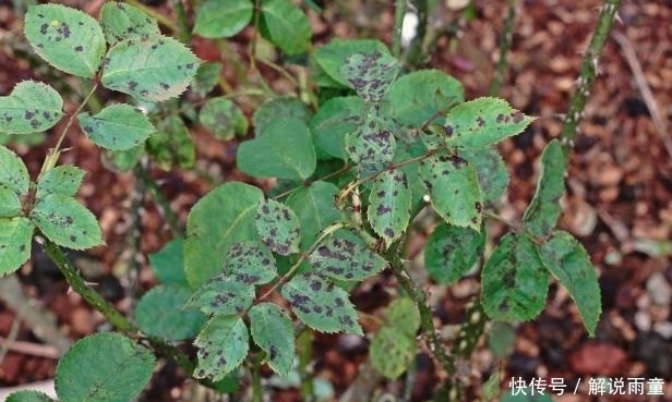 如何让月季变得更加粗壮?月季壮苗大法,让月季苗壮、花多、枝粗