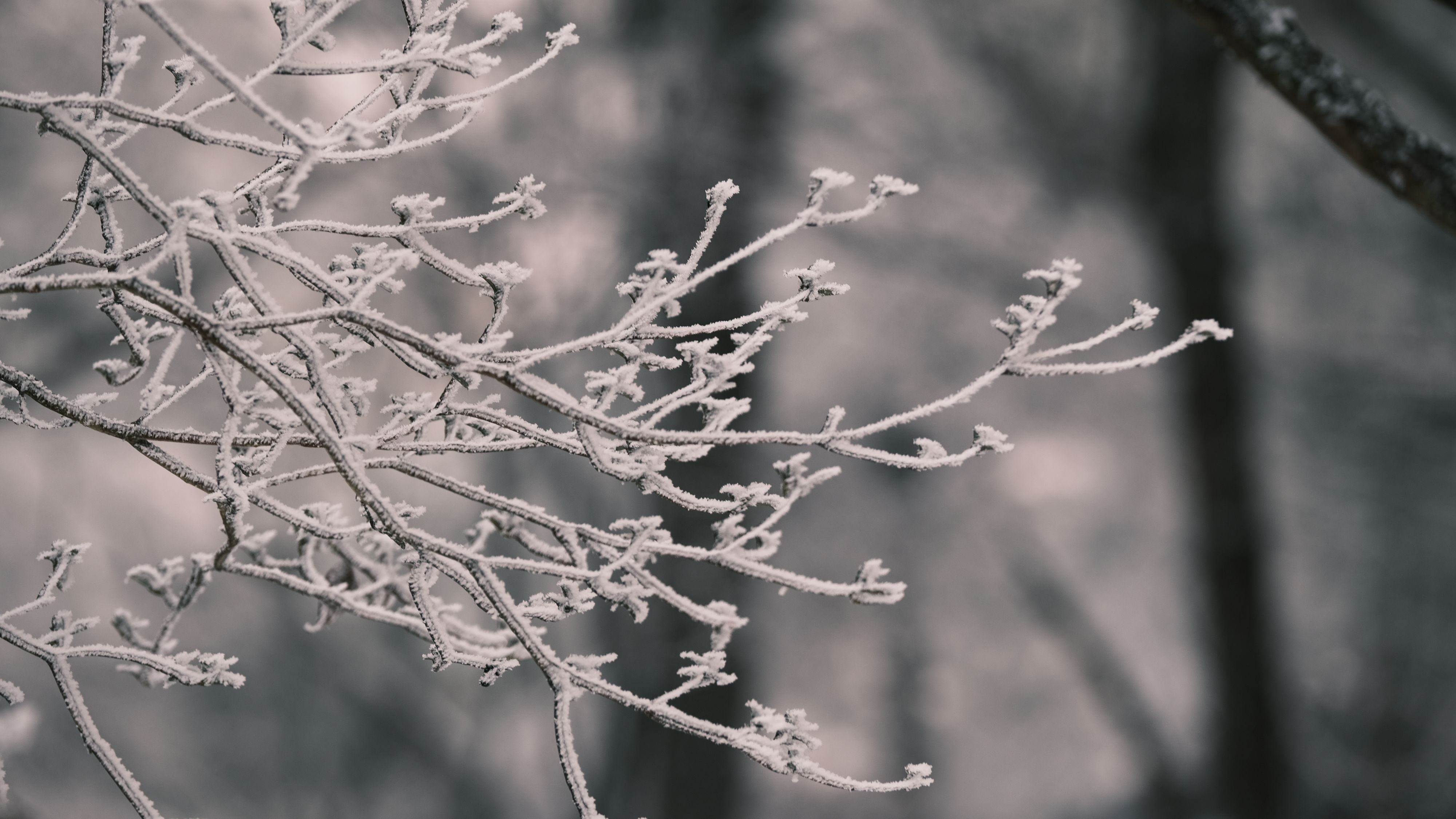 迎来|余姚四明山迎来冬雪后的首场雾凇