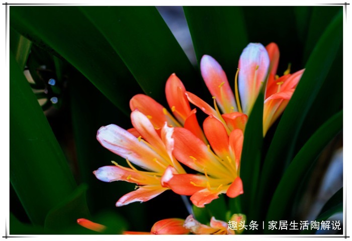 君子兰养养就发黄烂根盆里加点“料”,叶子油亮疯狂开花