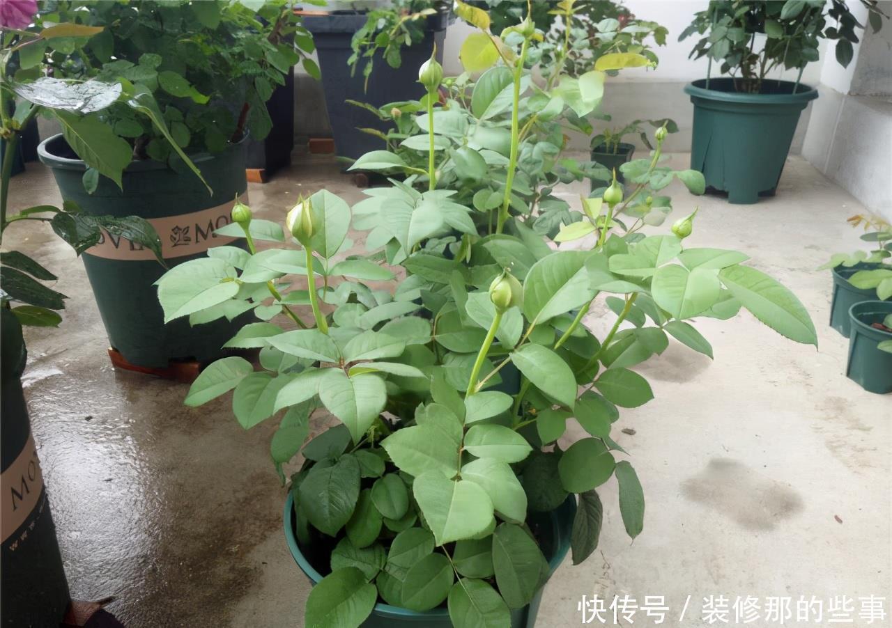 花卉|养花必修课,缓苗“4技巧”,提前做好工作,后期省心开花多