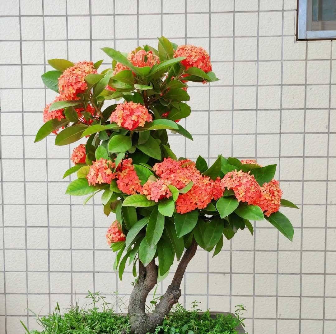 “最累”的8种花,花开连续几个月,一次开花几百朵