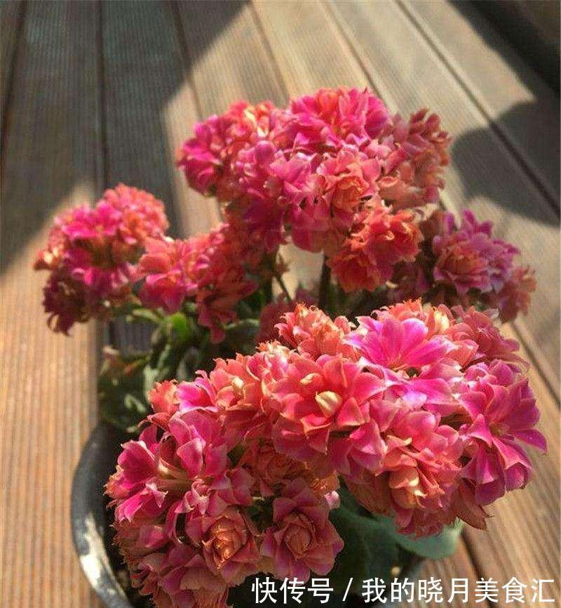 十种健康花,适合现在养,人养花花亦养人,越养空气越“干净”