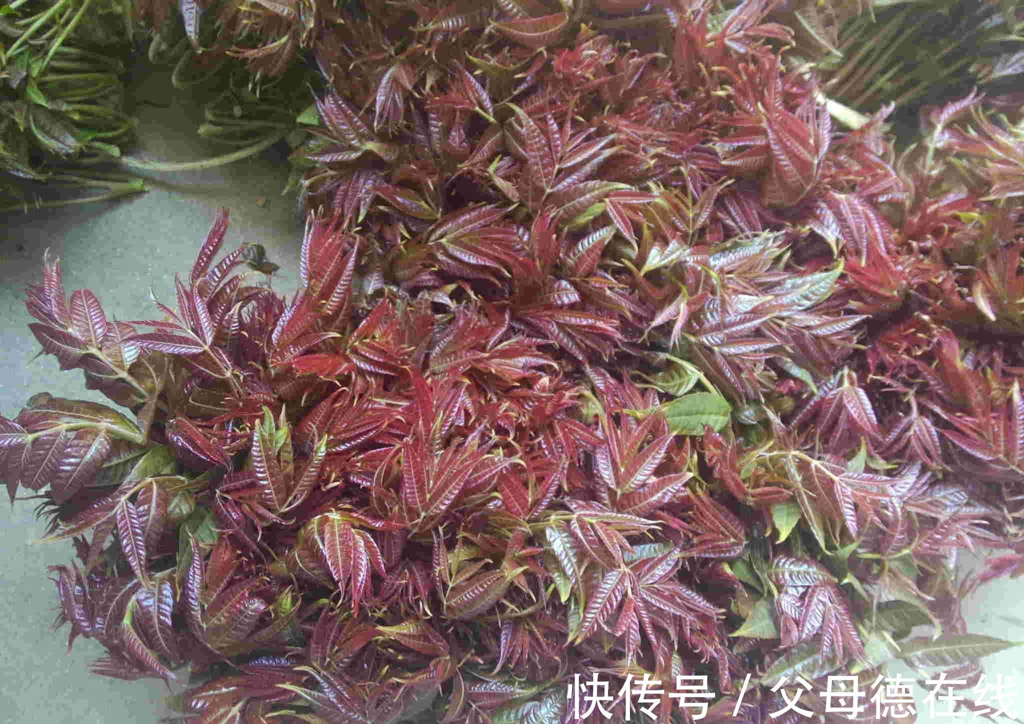 香椿|农村最“热门”的6种野菜,营养丰富味道鲜美,还能治白头发!