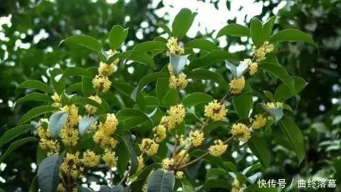 桂花,就是最美秋日诗词!