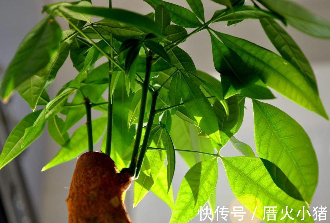 净化|发财树冬天过冬有3怕,避开就能安全过冬!四季常绿净化空气