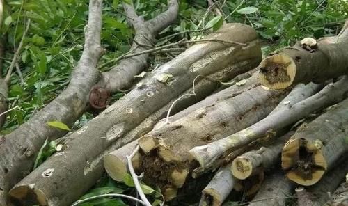 沉香树长什么样子?有什么作用功效?