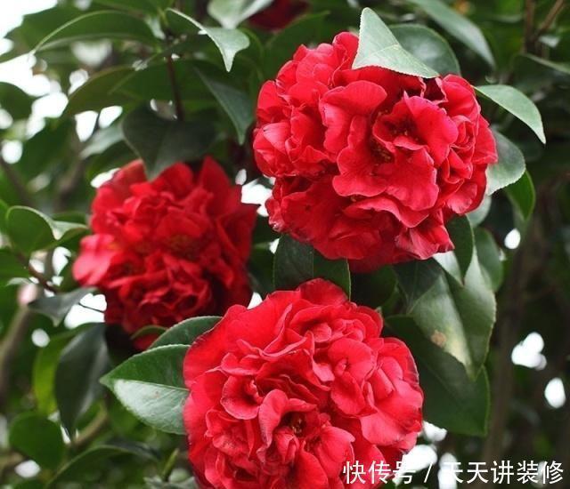 颜值超高|颜值超高的几种花卉,个个美的出奇,绚丽多彩