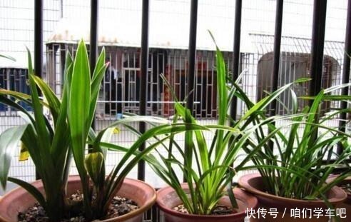 家庭养兰花,土壤巧“处理”,不空根,新芽长满盆,养成高品兰!