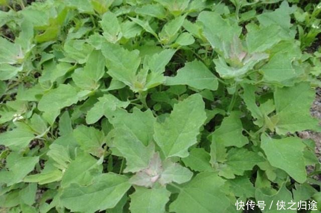 野草|农村这种野草,有人用它炖鸡汤,有人用它来喂猪,殊不知价值极高
