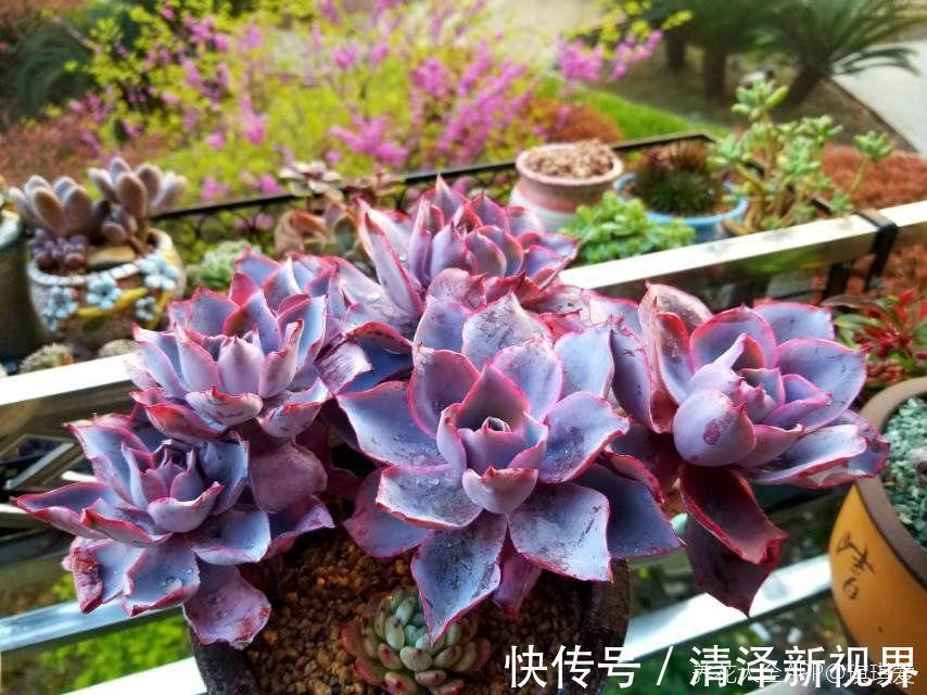 多肉|多肉就得懒人养,水越少越不管,呼呼爆出一大盆!