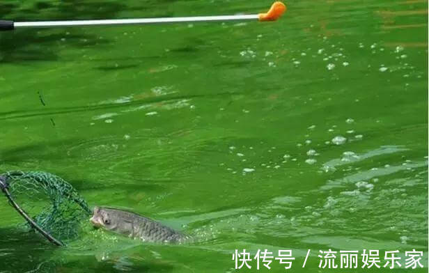 看鱼星辨别鱼种,每一位钓鱼人进阶必学技能