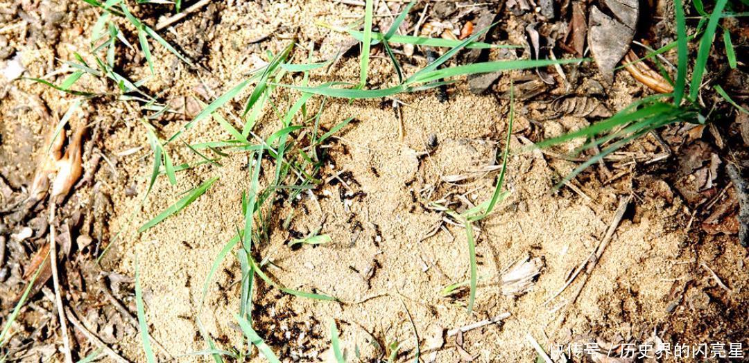 立刻|将军上厕所时看到大量蚂蚁,立刻下令全军撤退,救下了全军性命!