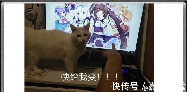 蟑螂娘|当虫子动漫拟人化,蜈蚣化身软妹子,蟑螂成为小萝莉