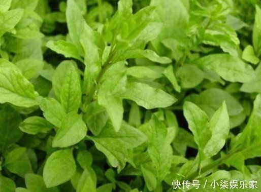 蒲公英|养肝就是养命,3种野菜女人可常吃,肝脏干净了,更显年轻!