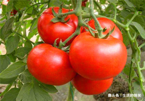 长寿|想长寿全靠吃4种食物,排毒抗衰,补益身体,补血益气,有益健康