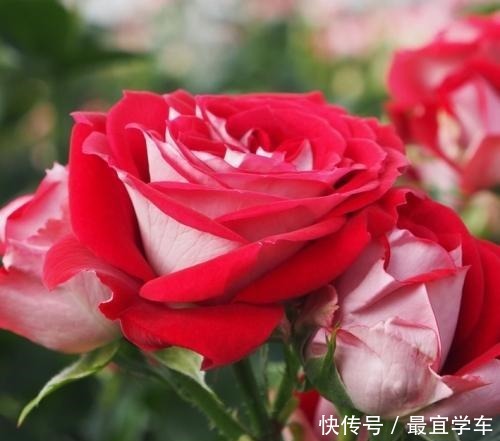 25款庭院月季推荐。助你打造五彩缤纷的庭院,丰花好养还能盆栽