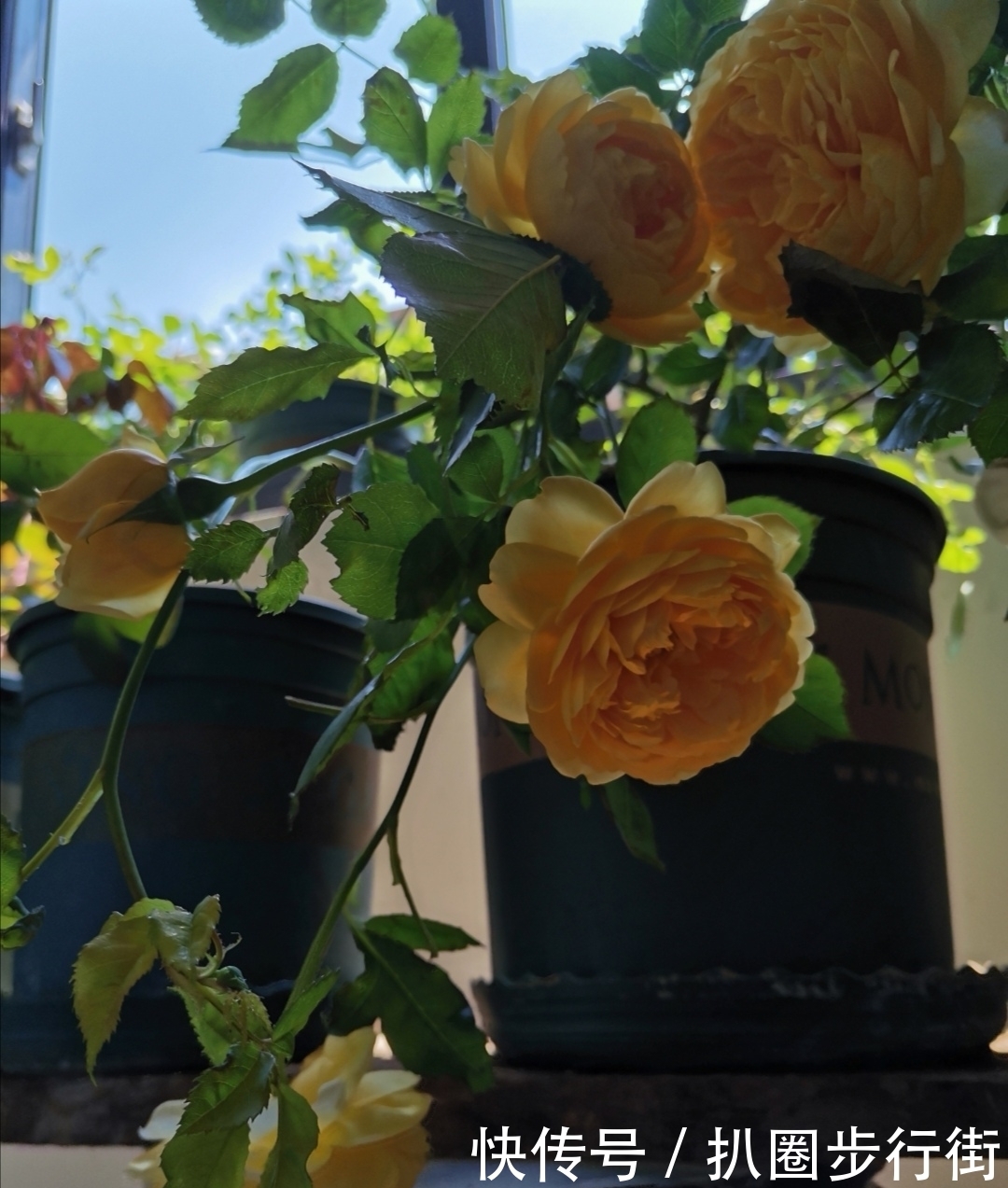 你的那些盆栽月季长得如何?