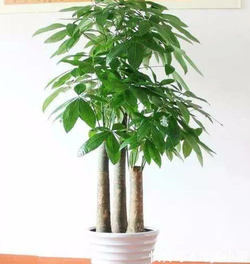 几种花难过冬季坎,黄叶烂根不生长,秋冬买花忽略它