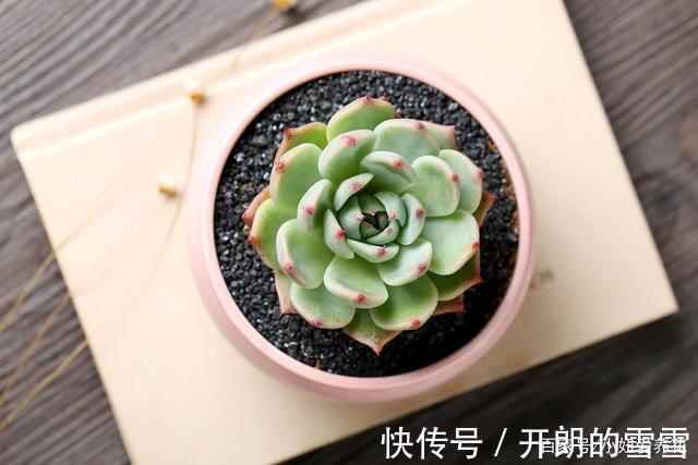 这3种多肉是“喜水”大户，一缺水就发黄，“泡水里”反而长得欢